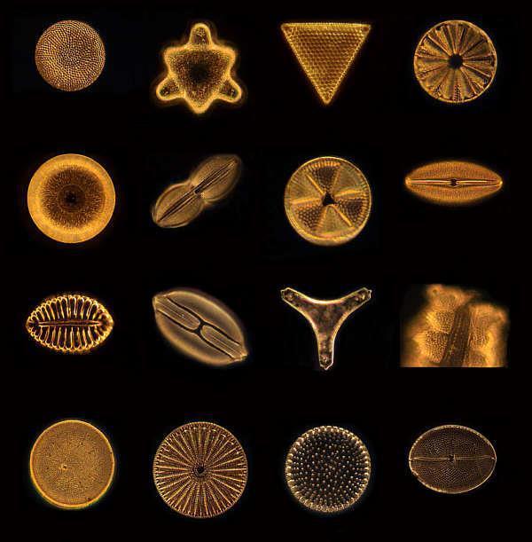 DIATOMS Phylum Bascillariophyta Algae (plant-like protists) Reproduction Asexual: fission; two frustules separate and each half secretes a new frustule to complete the formation of the