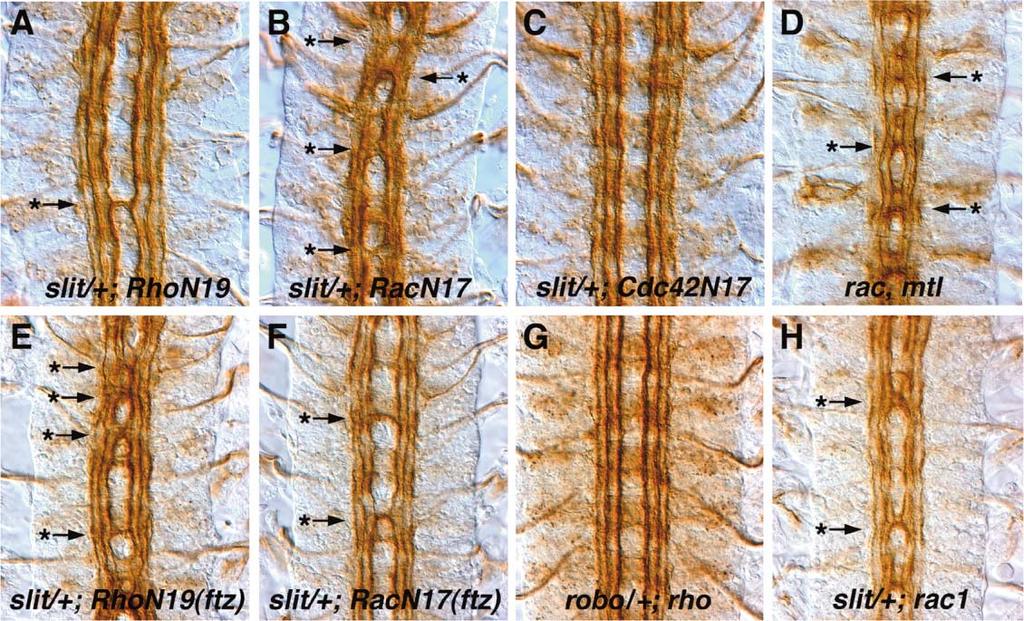 Dock, Pak, and Rac Regulate Robo Repulsion 119 Figure 3. Genetic Interactions between slit, robo, and the Rho GTPases Stage 16 17 embryos were stained with anti-fasii. Anterior is up.