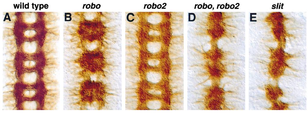Robo belongs to a family of receptors Robo2 is closely related to Robo Robo and Robo2 are partially redundant Thus Slit/Robo
