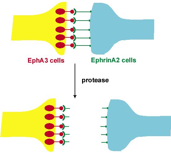The Eph/Ephrin Interaction: How can the interaction between membraneassociated proteins