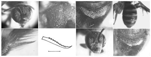 Niu et al. -- A Taxonomic Study on Seladonia in China 659 I J K L M N O P Fig. 8. Halictus (Seladonia) pjalmensis pjalmensis Strand. A-F: Female.