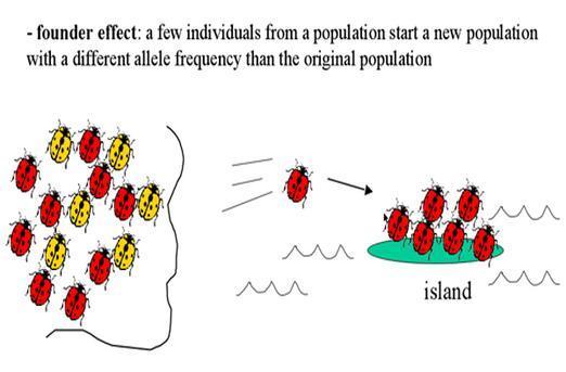 variation Founder effect Small group of organisms colonizing an island