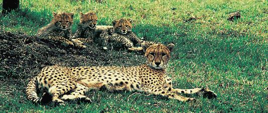 Bottleneck About 10,000 years ago and because of climate changes: cheetahs faced extinction/ genetic variation dramatically reduced With