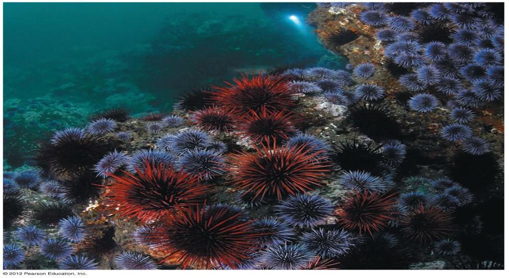 Prezygotic Barriers Gametic Incompatibility Gametes of the red and purple sea urchins do