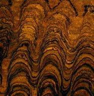 History of Life Fossil stromatolites