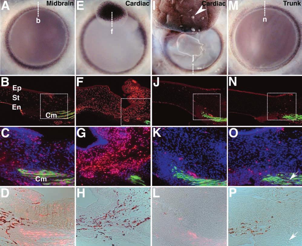 1982 Development 131 (9) Research article Fig. 2. Grafted quail neural crest contribution to E15 chimeric corneas. All corneas are pigmented on the periphery (A,E,I,M).