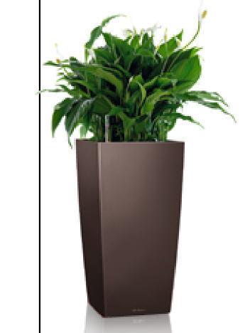 Office Plants available on rental including maintenance.