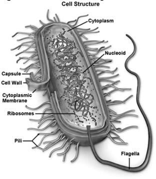 Cells May be Prokaryotic or Eukaryotic Prokaryotes include