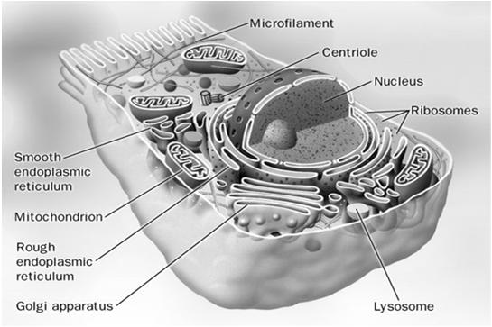 Eukaryotic Cell Basic Structure of a Cell Contain 3 basic