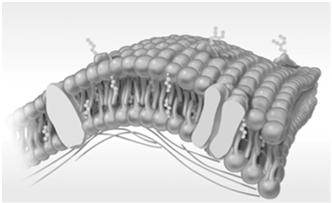 Cell membrane Outer covering of cell Made of protein and phospholipids Selectively permeable--- 13 Nucleus Controls the normal