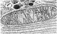 are many, small vacuoles in animals cells only; only one large one in plant