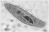 hair-like projections; used for movement (locomotion) Flagella long,