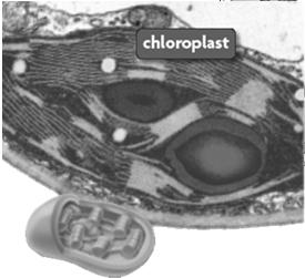 found in PLANT cells only Chloroplast Contain the green pigment chlorophyll