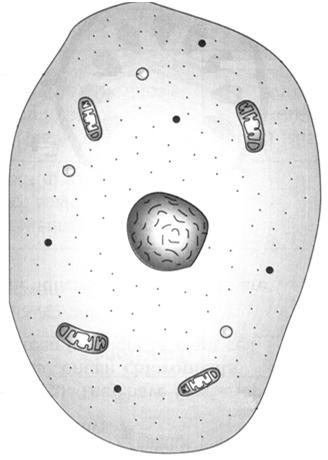 Vacuole Plant Cell Have a large central vacuole Stores sugars, proteins, minerals, wastes, & pigments