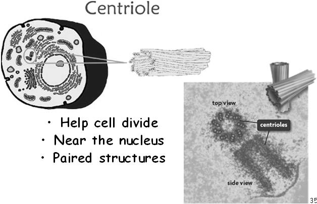 fungi, and bacteria Freely permeable 31 32 Organelles found in ANIMAL cells only vacuole cytoplasm