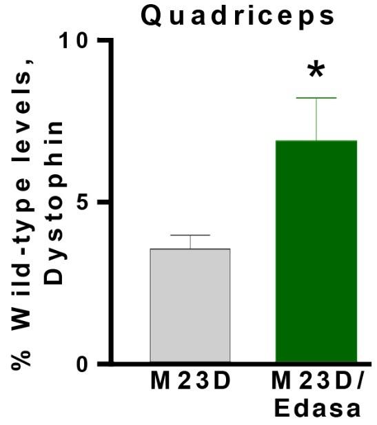 05 Edasalonexent increases dystrophin expression in combination with exon skipping mdx/saline mdx/edasa mdx/m23d
