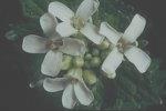 Garlic Mustard Scientific Name: Alliaria petiolata Is native to Europe Was