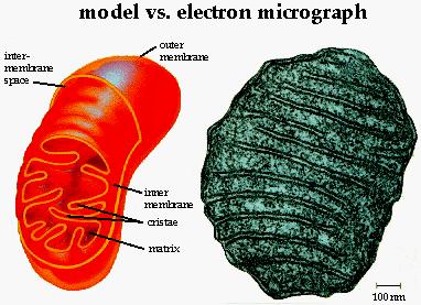 Mitochondria: Mitochondria are the site where respiration takes place in all cells. There are often many mitochondria in every cell.
