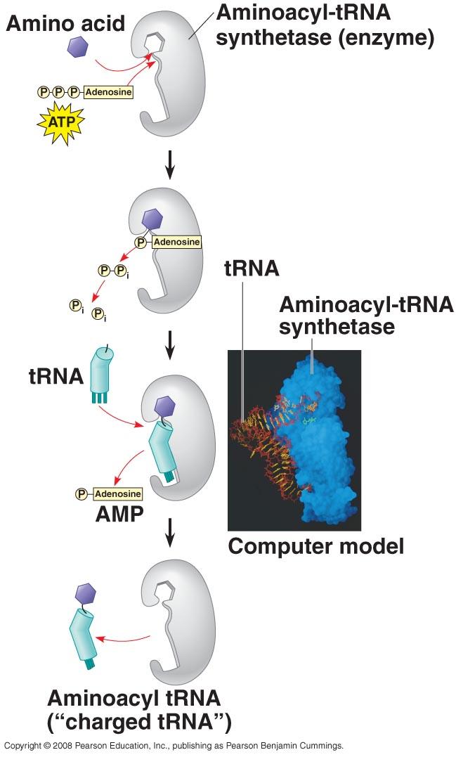Charging Transfer RNA Aminoacyl trna Synthetase + Amino acid