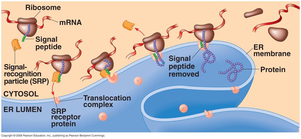 Signal Peptides