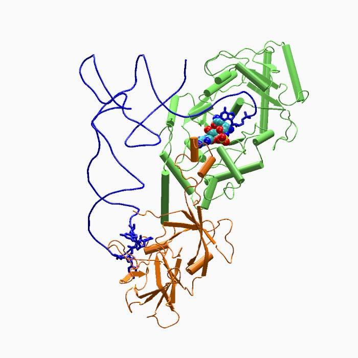Aminoacyl trna Synthetase (AARS) trna Catalytic domain 70A Anticodon binding domain Communication between