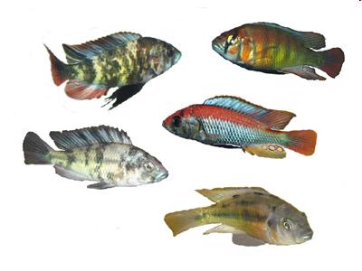 Example: cichlid fishes in lake Victoria (Tanzania,