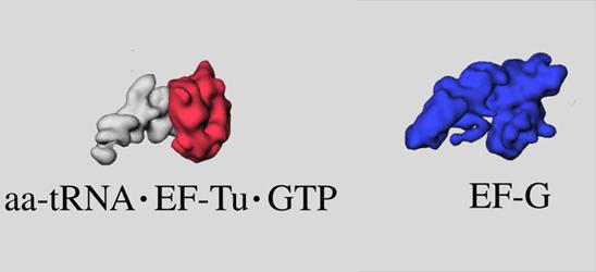 trna grey, EF-Tu red, EF-G blue The unloaded trna in the P site will shift to the E (exit) site during translocation.