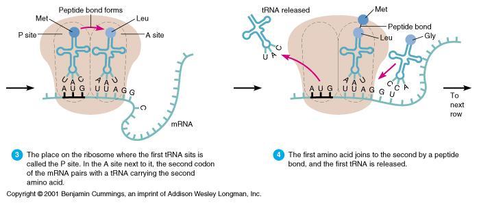 Translation: Elongation Elongation: the ribosome moves down the messenger RNA, adding new amino acids to the growing polypeptide chain.