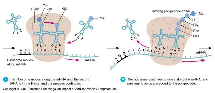 Translation: Elongation The ribosome then removes the amino acid from the first transfer RNA and attaches it to the second amino acid.