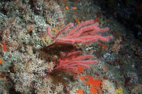 corals/sponges with rockfishes Gorgonian
