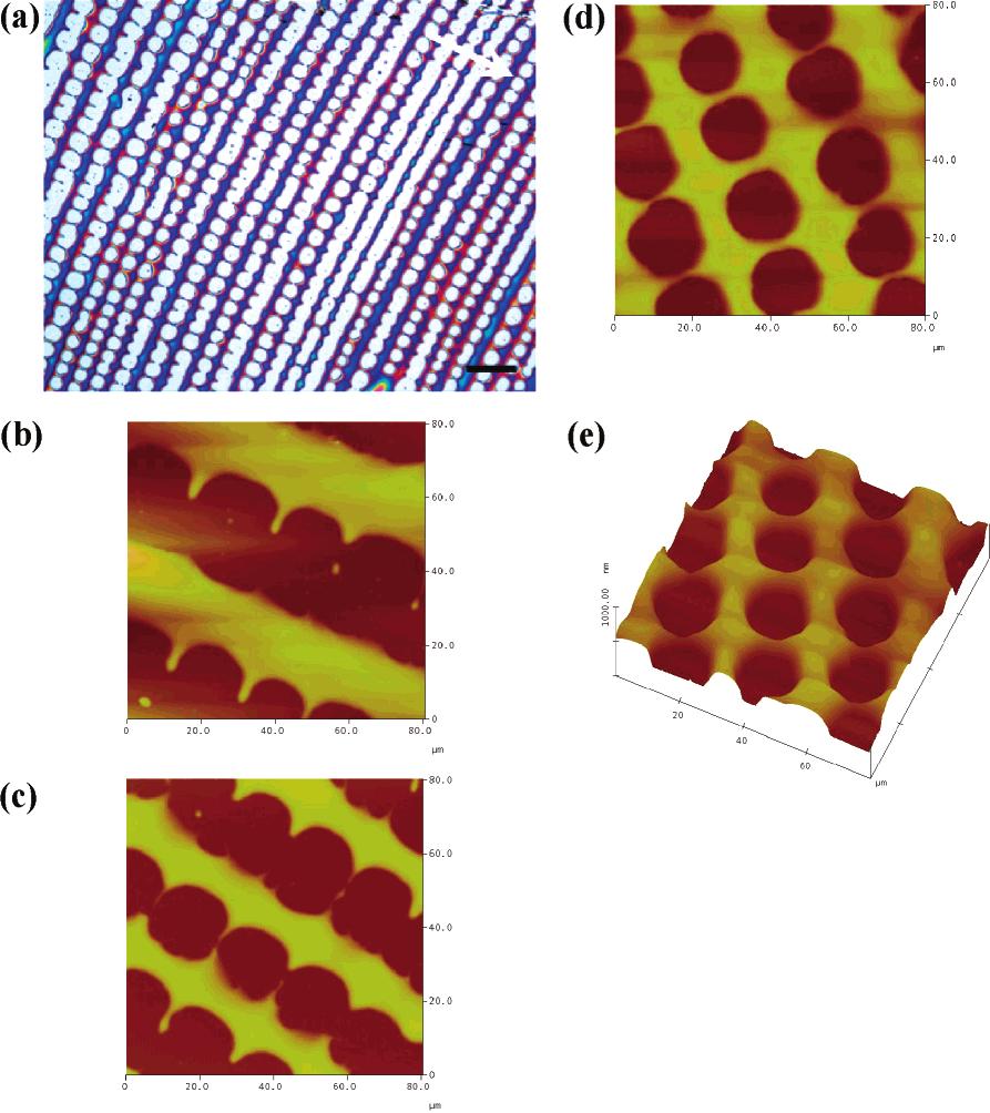 Macromolecules, Vol. 40, No. 8, 2007 MW and Curvature Effects on Mesoscale Patterns 2835 Figure 5. Curvature effect.