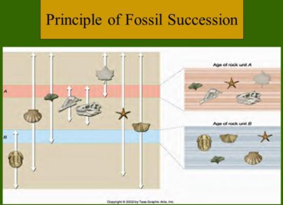 Lastly, the Principle of Fossil Succession states that groups of fossils proceed one another in a regular and determinable manner.