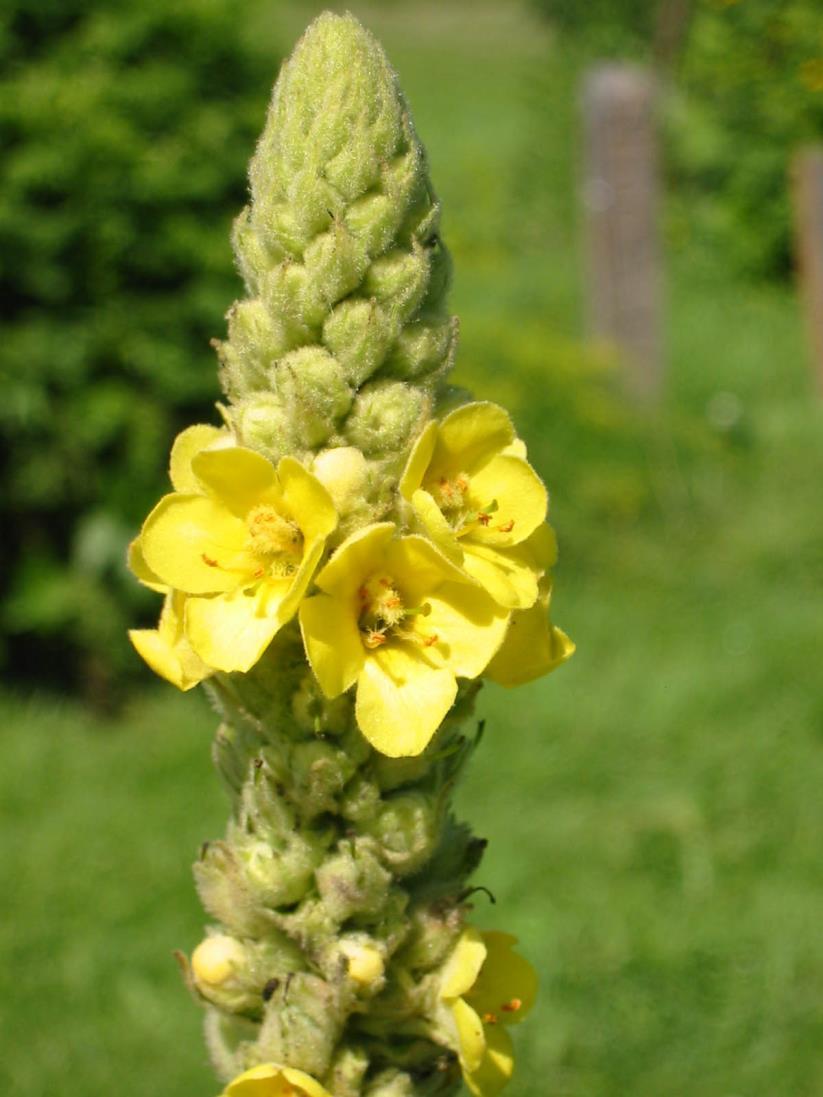 Some species we might see Verbascum