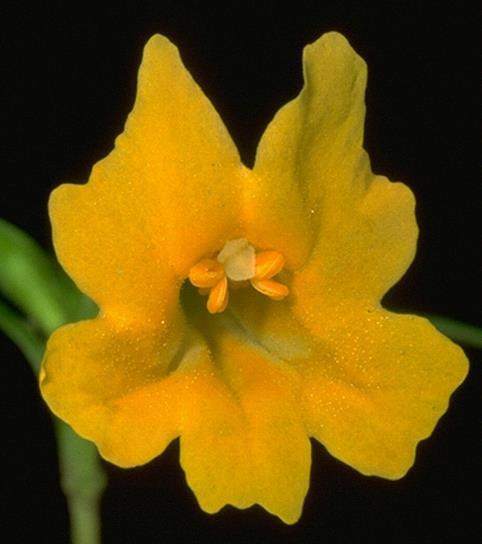 Flowers Bisexual Radial or bilateral Fls 1-2 in axils, or INFL various Calyx Sepals fused into 5-lobed tube* Tube gen ribbed* Radial or ± bilateral Corolla Gen bilateral Petals gen fused into