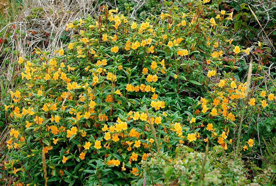 Some species we might see Mimulus