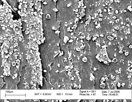 Fig4.7 SEM images of the fracture surface of the CIIR nanocomposite containing 5 phr of