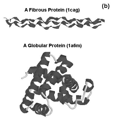 .5 Fibrous Proteins () Globular Proteins (7) 5.5 5.5 3.5 3.5.52.5.5.58..2...8.7 FIG. 3: plot of Fibrous and Globular proteins.
