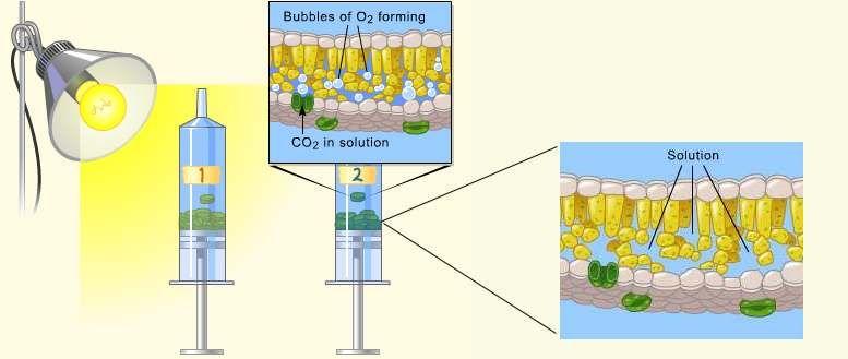 In order for photosynthesis to occur, water, CO 2, and light need to be present.