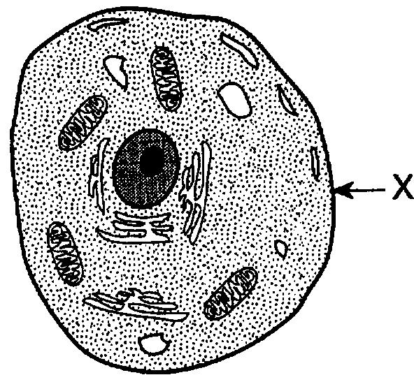 26. Shown is a green plant cell. Which structure is chiefly composed of a nonliving material known as cellulose? A. A B. B C. C D. D 27.