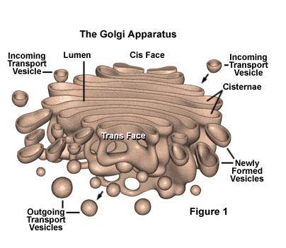 Golgi Apparatus Structure: Stack of membrane-bound, flattened sacs
