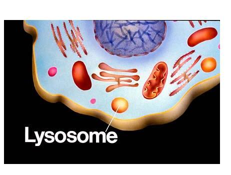Lysosomes Function: Contain digestive enzymes which break down materials.