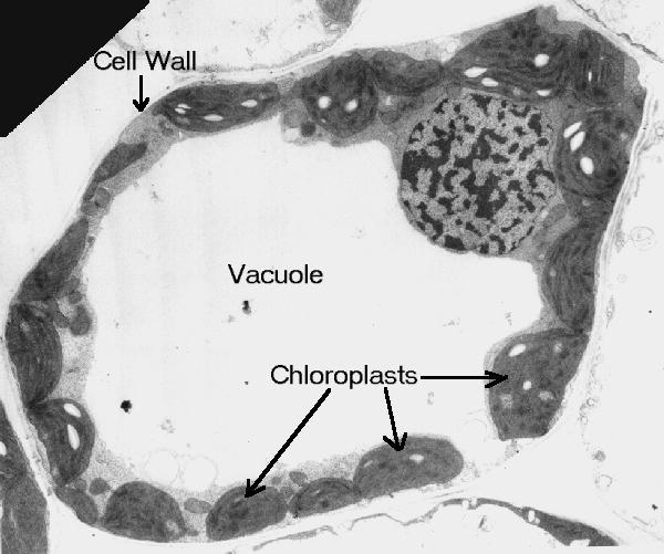 The electron micrograph displayed below illustrates many of the plant cell characteristics discussed The cell wall, large central vacuole and chloroplasts are clearly visible Also visible is the