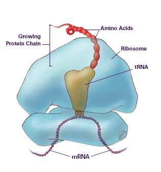 Ribosome Structure Very small organelles in