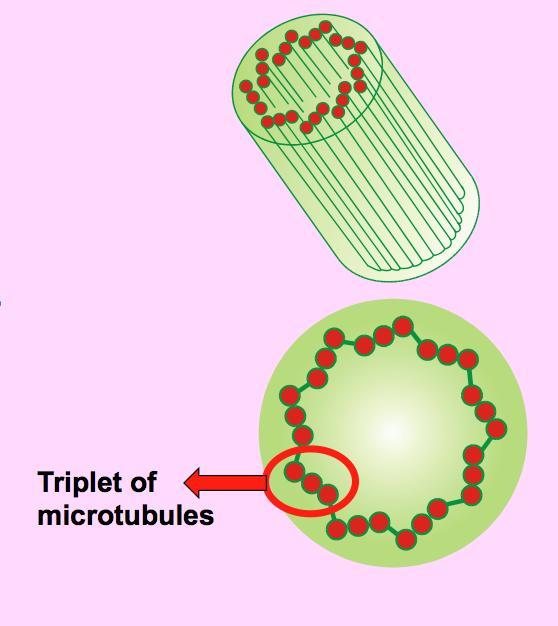 microtubules Function: Form fibres in cell division
