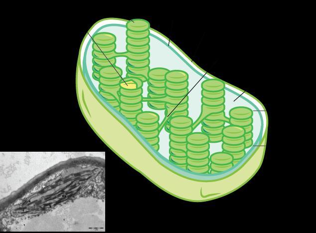 Chloroplasts Chloroplasts Structure: 2-membranes separated by fluid