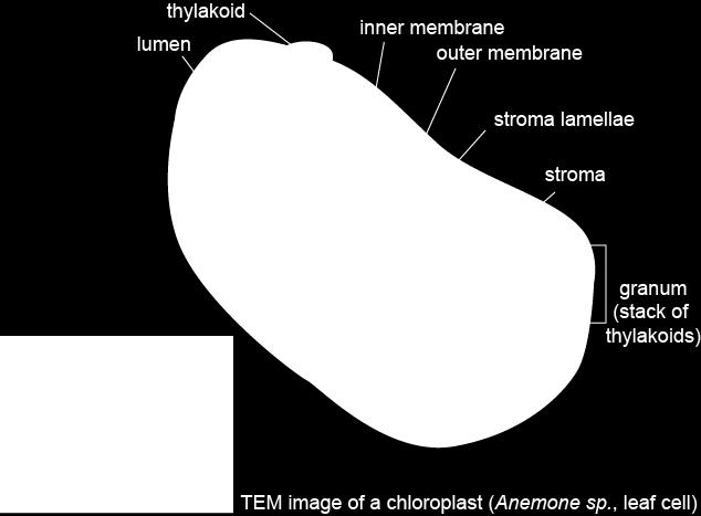 of thylakoids: granum Chlorophyll molecules present on these membranes.