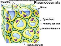 Plasmodesmata Structure: