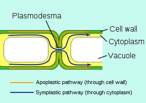 traverse plant cell walls