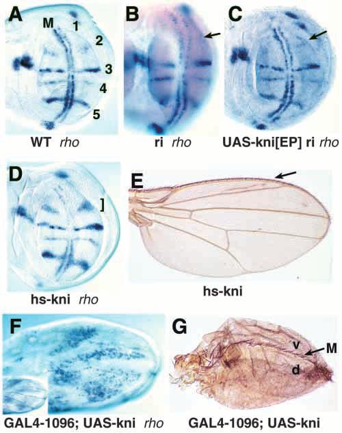 kni/knrl genes organize L2 primordium 4149 expression domain in wild-type third instar wing discs (Fig.