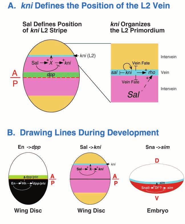 4152 K. Lunde and others Fig. 6. Model for how kni/knrl organizes formation of the L2 primordium and similarities with other mechanisms for generating linear patterns of gene expression.